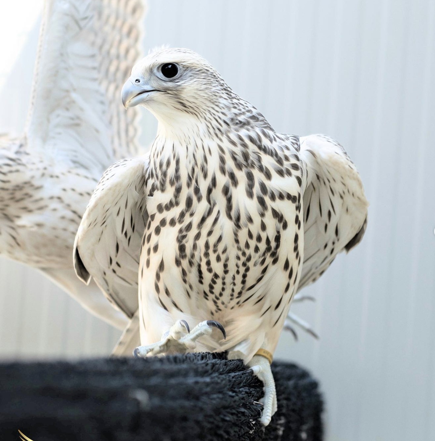 Beli gyrfalcon z razprtimi krili